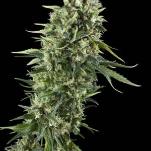 Power Flower Feminised Seeds by Royal Queen Seeds