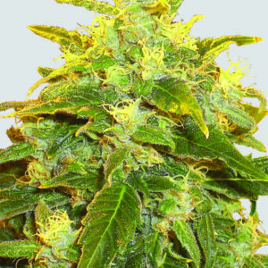 Pure Power Plant Regular Seeds by Nirvana