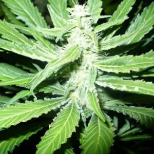 Pure Power Plant Feminised Seeds by Nirvana