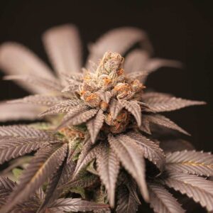 Cherry Tini Regular Seeds by Perfect Tree Seeds