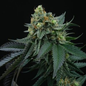 Lime Ozz Feminised Seeds by Perfect Tree Seeds