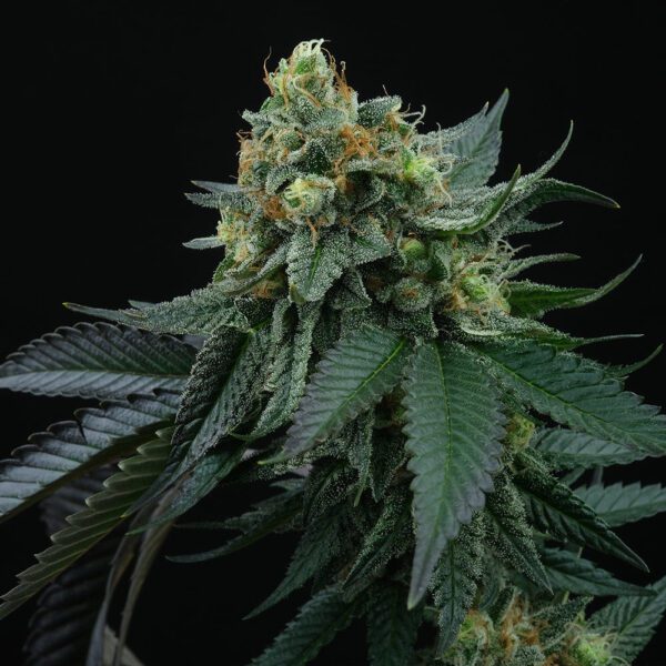 Lime Ozz Feminised Seeds by Perfect Tree Seeds