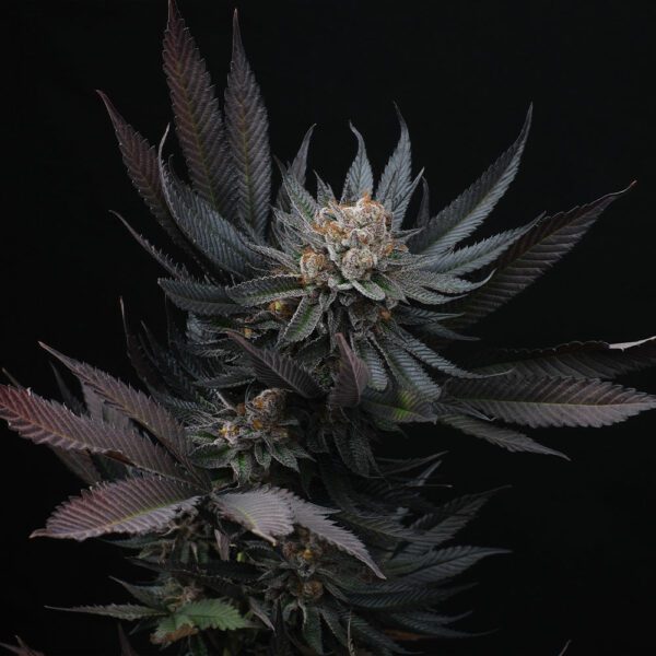 Mimozz Feminised Seeds by Perfect Tree Seeds