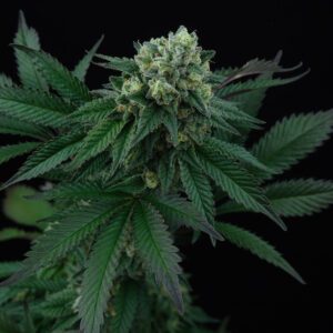 Pink Gasoline Feminised Seeds by Perfect Tree Seeds