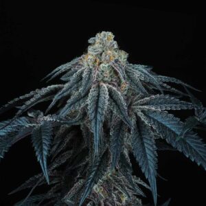 Puff Mints Feminised Seeds by Perfect Tree Seeds