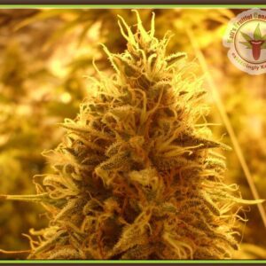 Puff Puff Pass Out Feminised Seeds by Dr Krippling