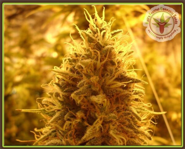 Puff Puff Pass Out Feminised Seeds by Dr Krippling