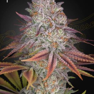Pulp Friction Feminised Seeds by Greenhouse Seed Co.