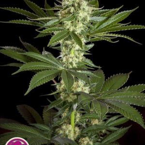 Pure CBD Punch Feminised Seeds by Philosopher Seeds