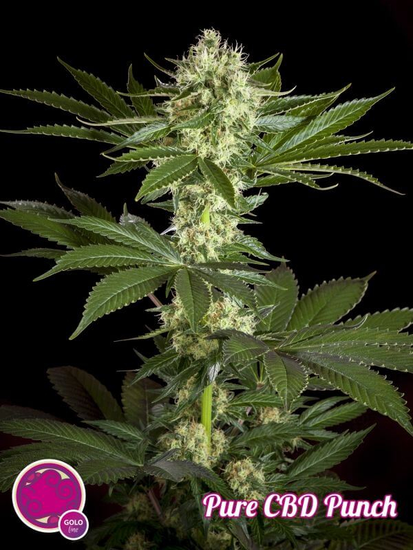 Pure CBD Punch Feminised Seeds by Philosopher Seeds