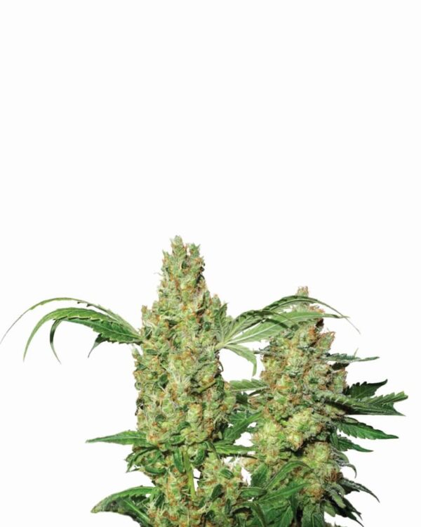 Pure Power Plant Auto Feminised Seeds by Nirvana