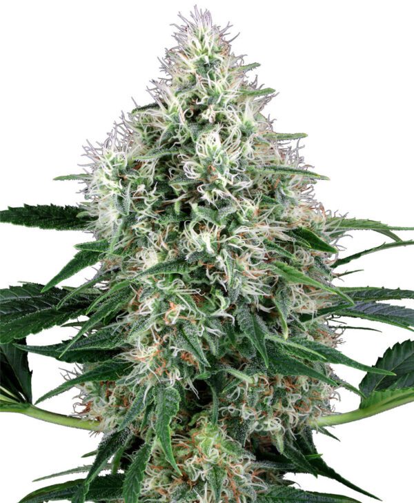 Pure Power Plant Auto Feminised Seeds by White Label Seed Company