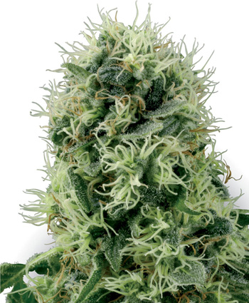 Pure Power Plant Feminised Seeds by White Label Seed Company