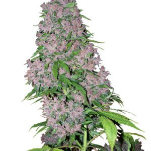 Purple Bud Feminised Seeds by White Label Seed Company