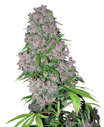 Purple Bud Feminised Seeds by White Label Seed Company