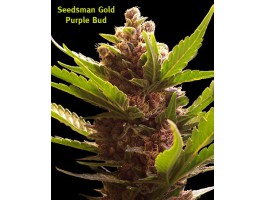 Purple Bud Regular Seeds by Seedsman