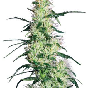 Purple Haze Feminised Seeds by White Label Seed Company