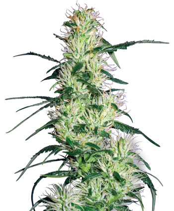 Purple Haze Feminised Seeds by White Label Seed Company