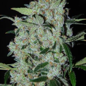 Purple Mexican Feminised Seeds by Cannabiogen