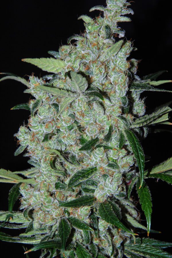 Purple Mexican Feminised Seeds by Cannabiogen