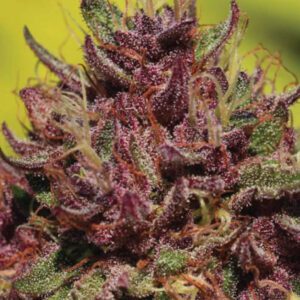 Purple Mountain Majesty Feminised Seeds by Humboldt Seed Co.