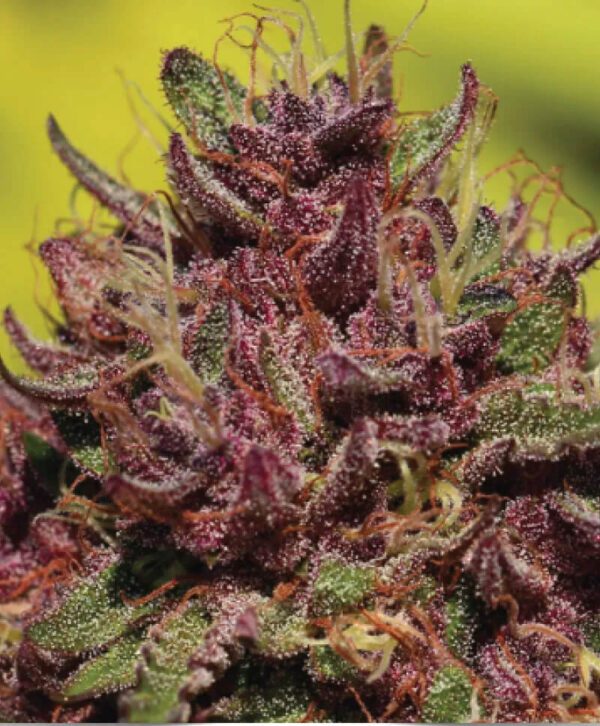 Purple Mountain Majesty Feminised Seeds by Humboldt Seed Co.