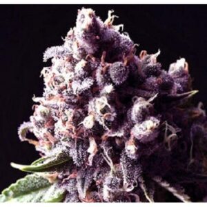 Purple Pinecone Feminised Seeds by Sagarmatha Seeds