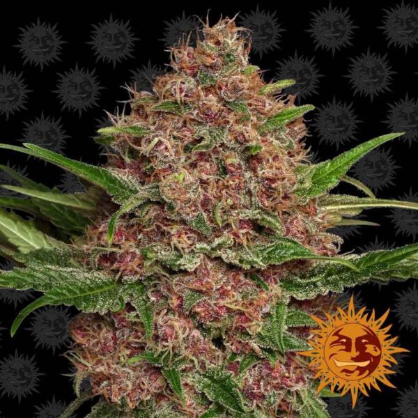 Purple Punch Auto Feminised Seeds by Barney's Farm