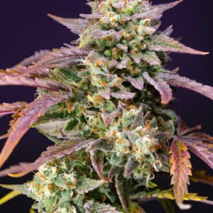 Purple Punch OG XL Auto Feminised Seeds by Sweet Seeds