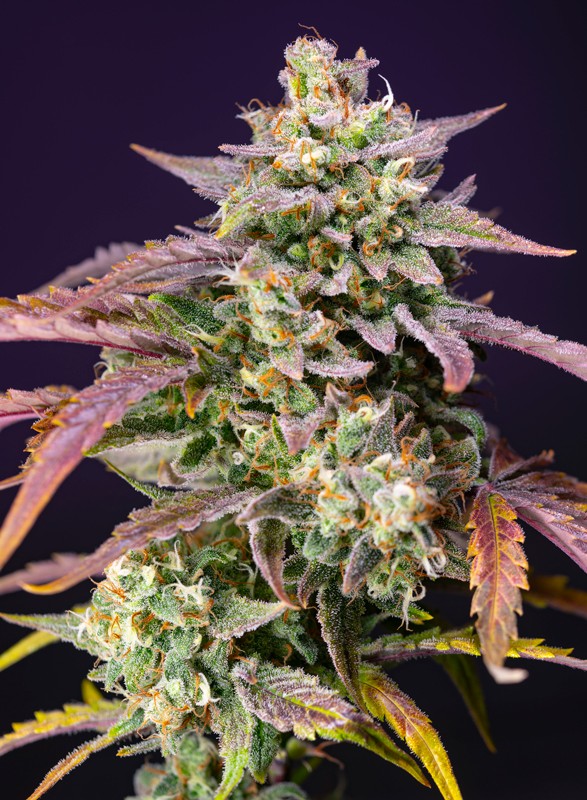 Purple Punch OG XL Auto Feminised Seeds by Sweet Seeds
