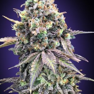Purple Punch Feminised Seeds by 00 Seeds