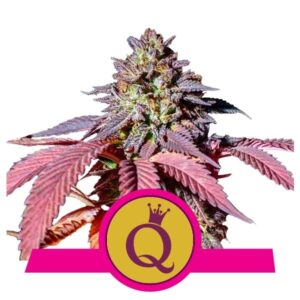 Purple Queen Feminised Seeds by Royal Queen Seeds