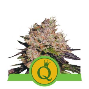 Purple Queen Auto Feminised Seeds by Royal Queen Seeds