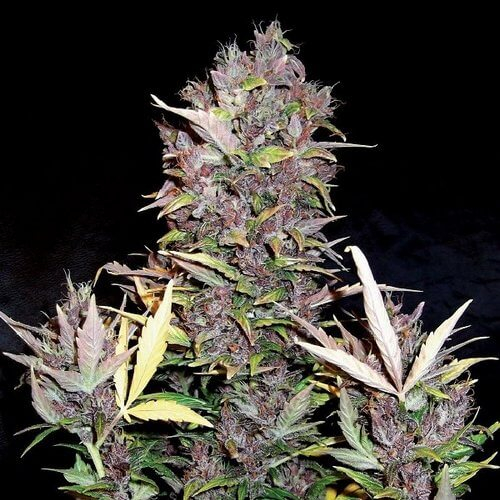 Purple Ryder Auto Feminised Seeds by Doctor's Choice