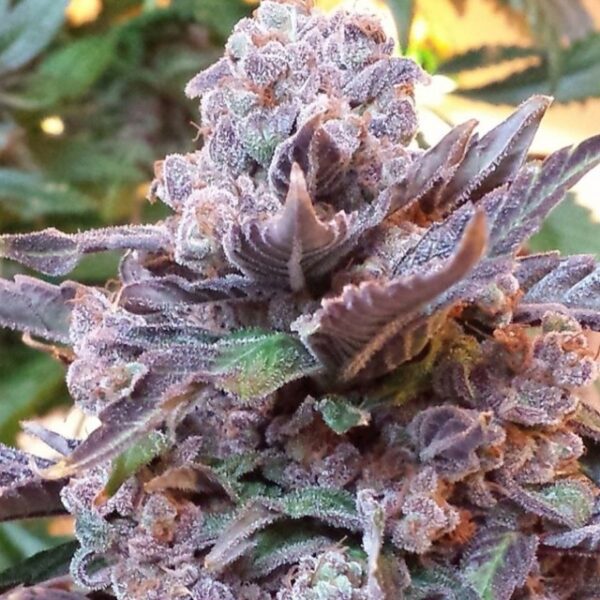 Purple Strawberry Bliss Feminised Seeds by Pheno Finder Seeds