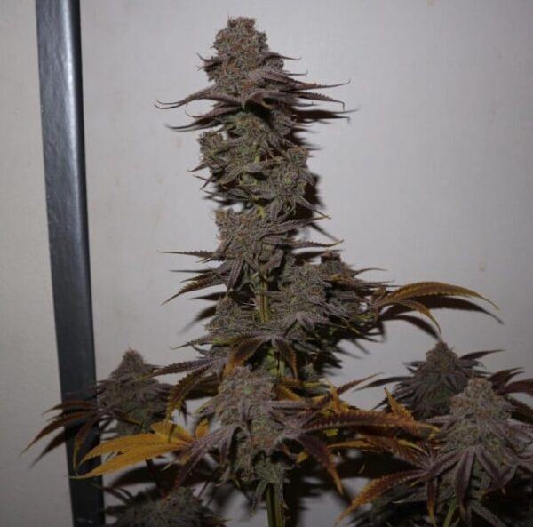 Purple Strawberry Sherbet Feminised Seeds by Pheno Finder Seeds