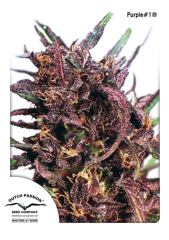 Purple #1 Regular Seeds by Dutch Passion