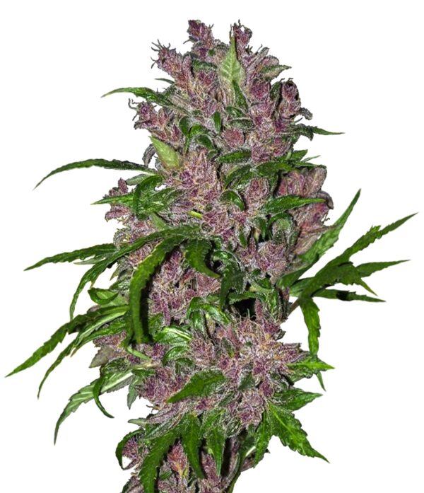 Auto Purple Bud Feminised Seeds by White Label Seed Company