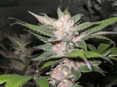 Purple Chem Feminised Seeds by Cali Connection