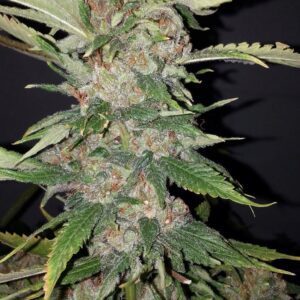 Purple Crack Feminised Seeds by Cali Connection
