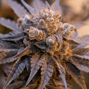 Purple Punch Auto Feminised Seeds by High Speed Buds