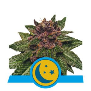 Purplematic CBD Auto Feminised Seeds by Royal Queen Seeds
