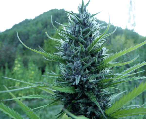 Queen CBD 20:1 Feminised Seeds by Medical Marijuana Genetics