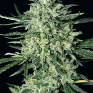 Quick Mass Feminised Seeds by Exotic Seed