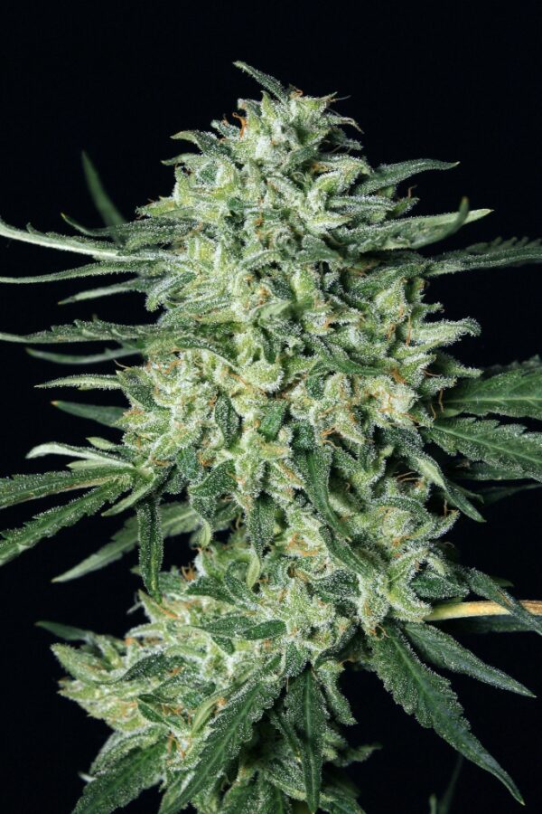 Quick Mass Feminised Seeds by Exotic Seed
