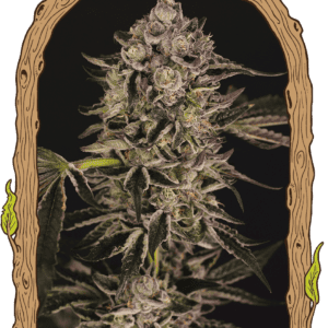 Quick Sherbet Feminised Seeds by Exotic Seed