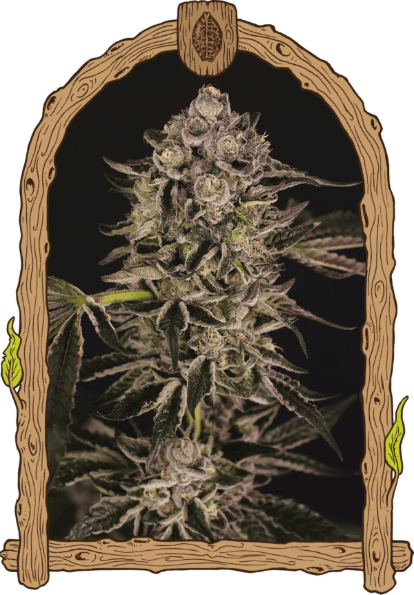 Quick Sherbet Feminised Seeds by Exotic Seed