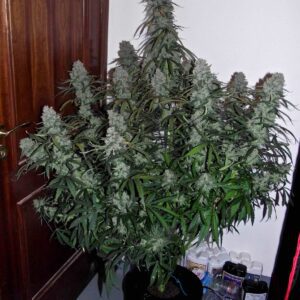 Quick Flowering THC Feminised Seeds by Phoenix Seeds