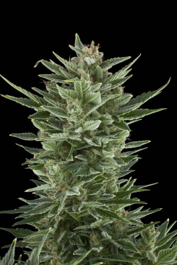 Quick One Auto Feminised Seeds by Royal Queen Seeds