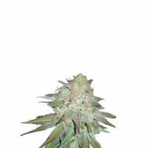 Raspberry Cough Auto Feminised Seeds by Nirvana
